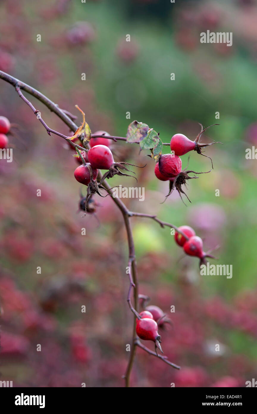 Irish rose hires stock photography and images Alamy