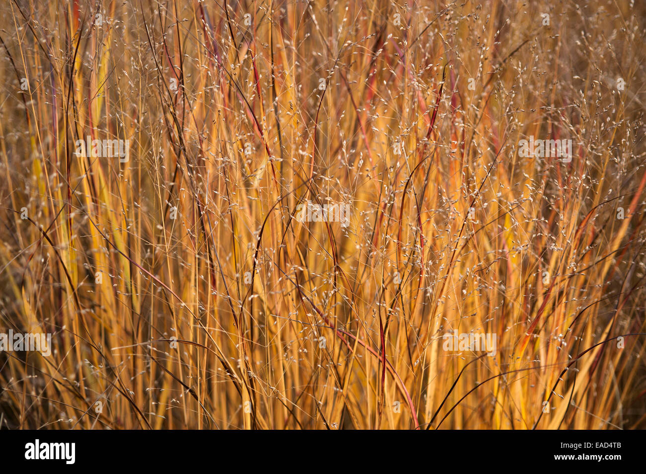 Switch grass, Panicum virgatum 'Shenandoah', Gold subject. Stock Photo