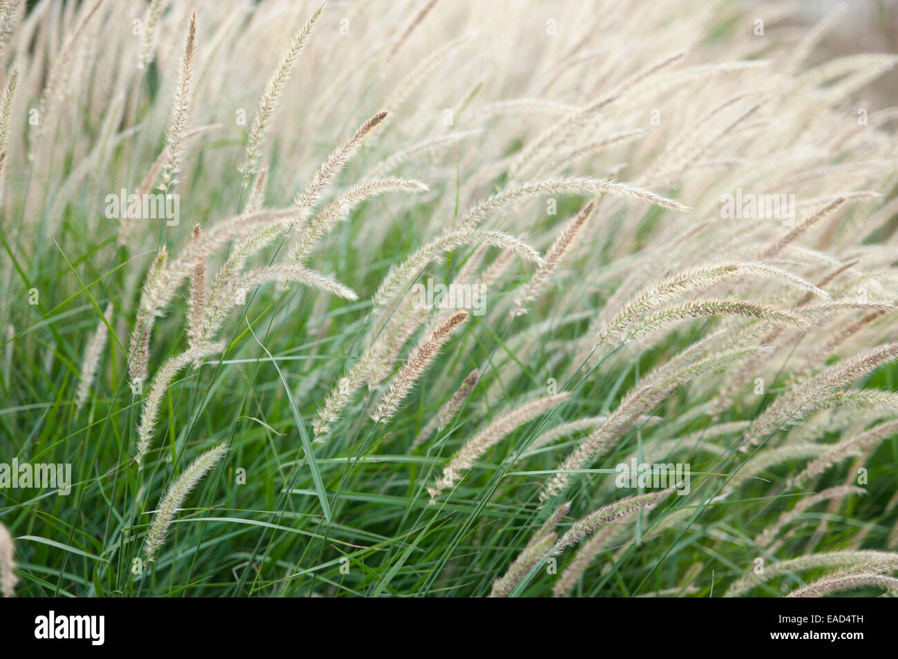 Fountain grass, Pennisetum alopecuroides 'Fairy tails', Cream subject, Green background. Stock Photo