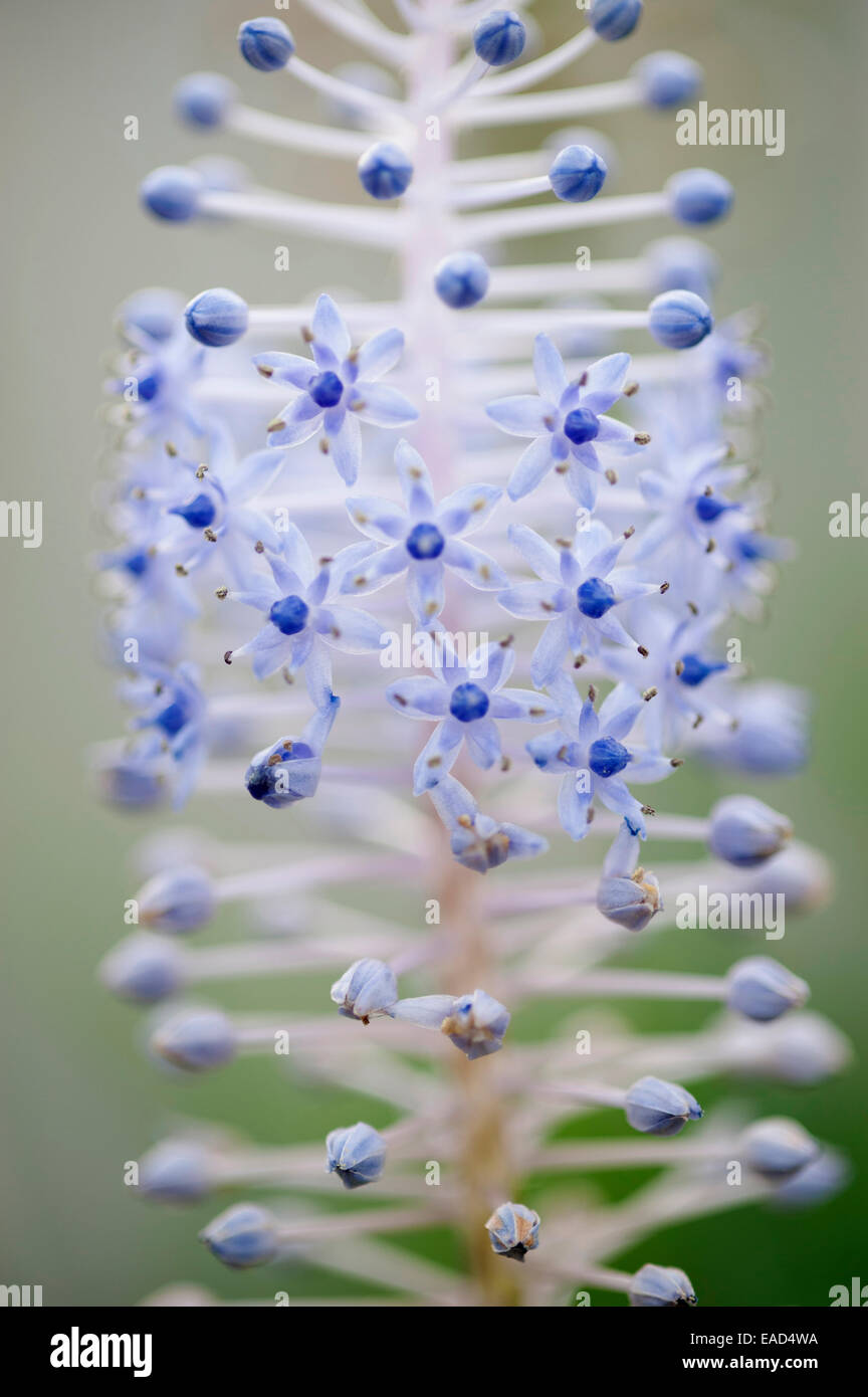 Madeira squill, Scilla madeirensis, Blue subject. Stock Photo