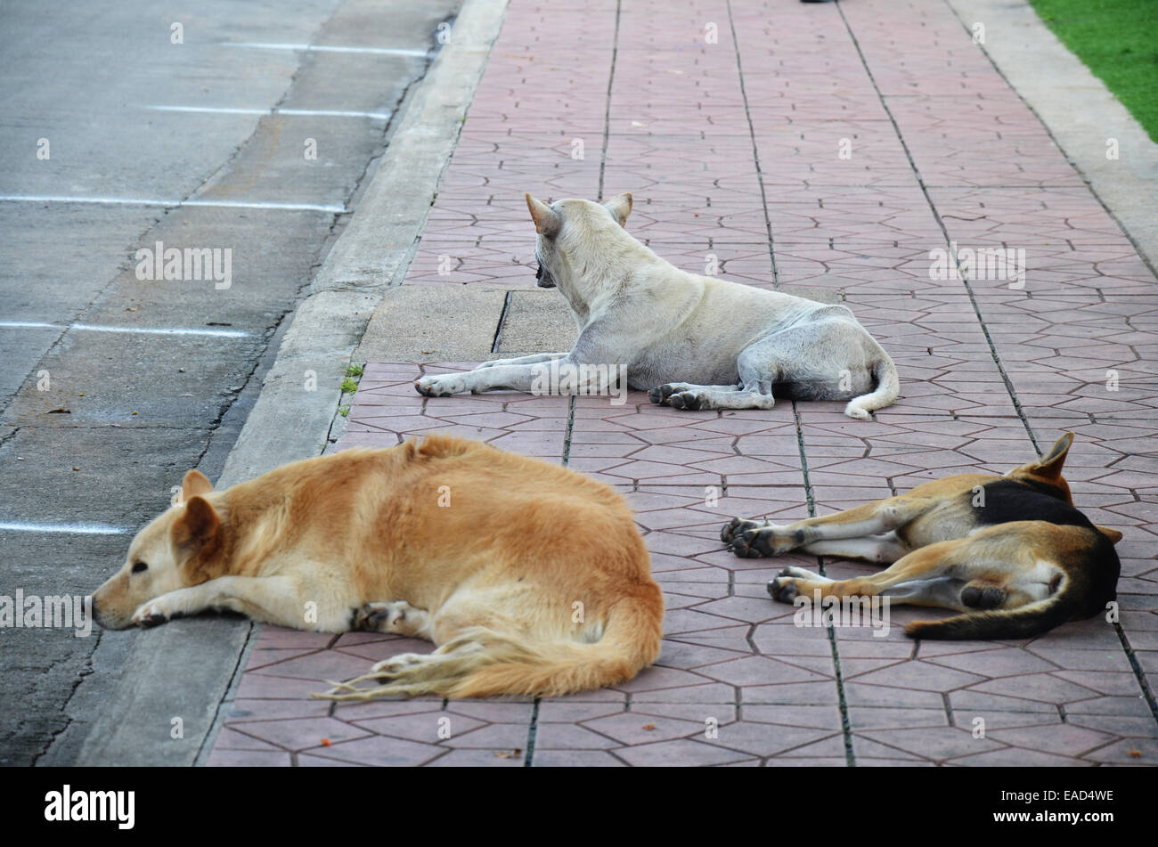 Three dogs sleep on street Stock Photo