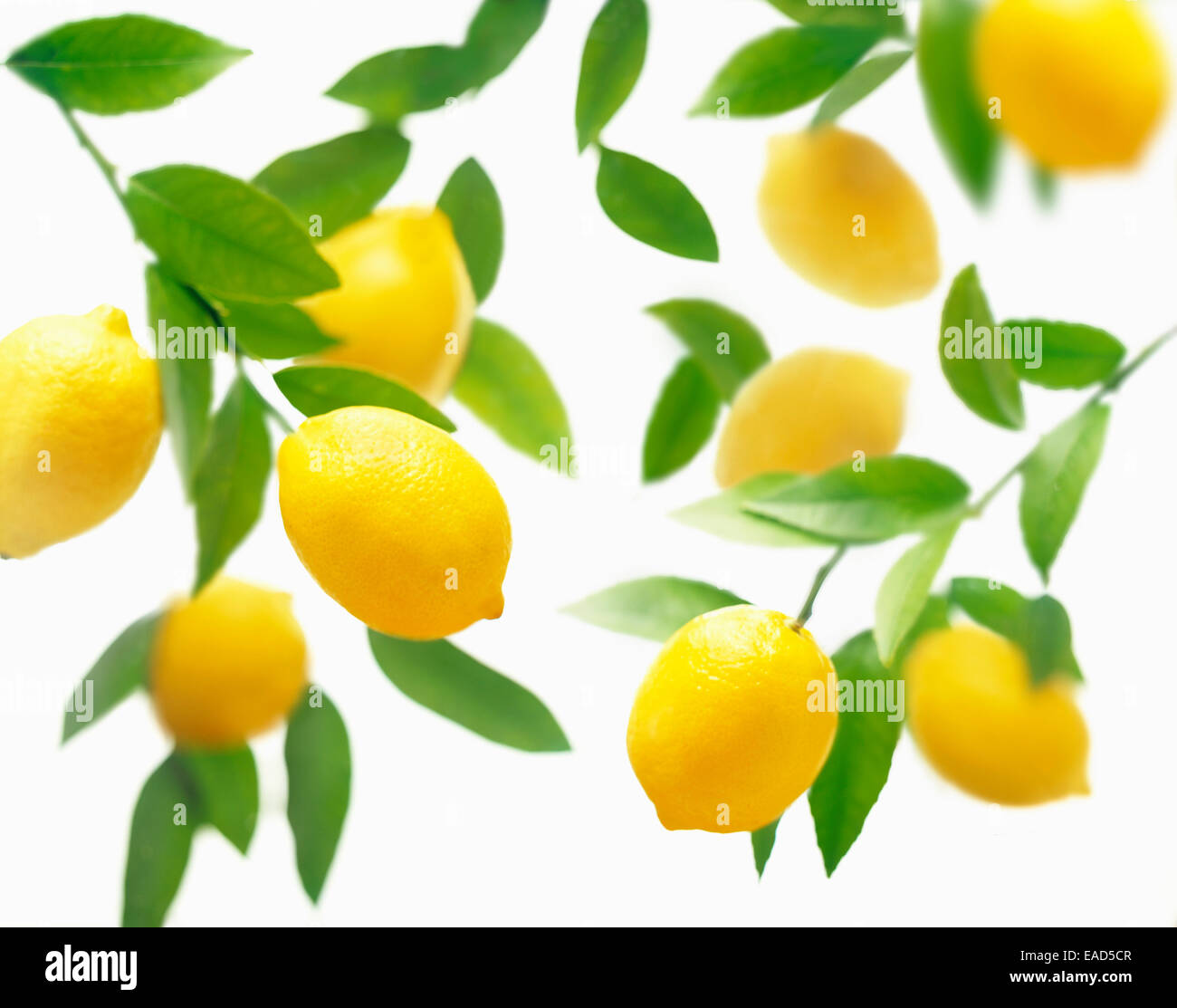 Lemon, Citrus limon, Yellow subject, White background. Stock Photo