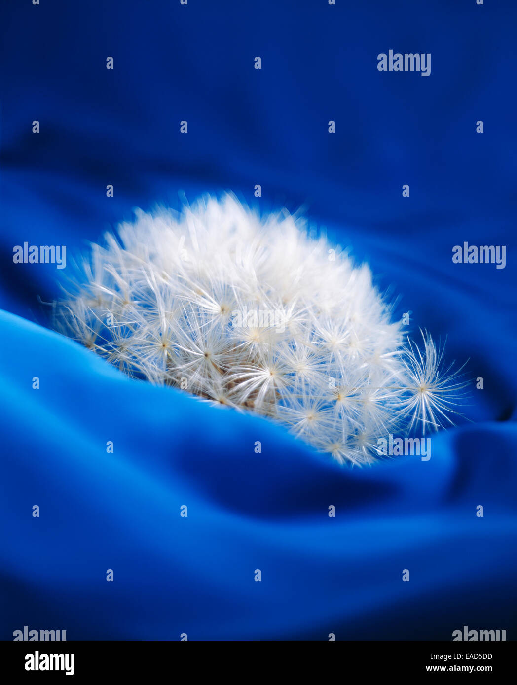Dandelion, Taraxacum officinale, White subject, Blue background. Stock Photo