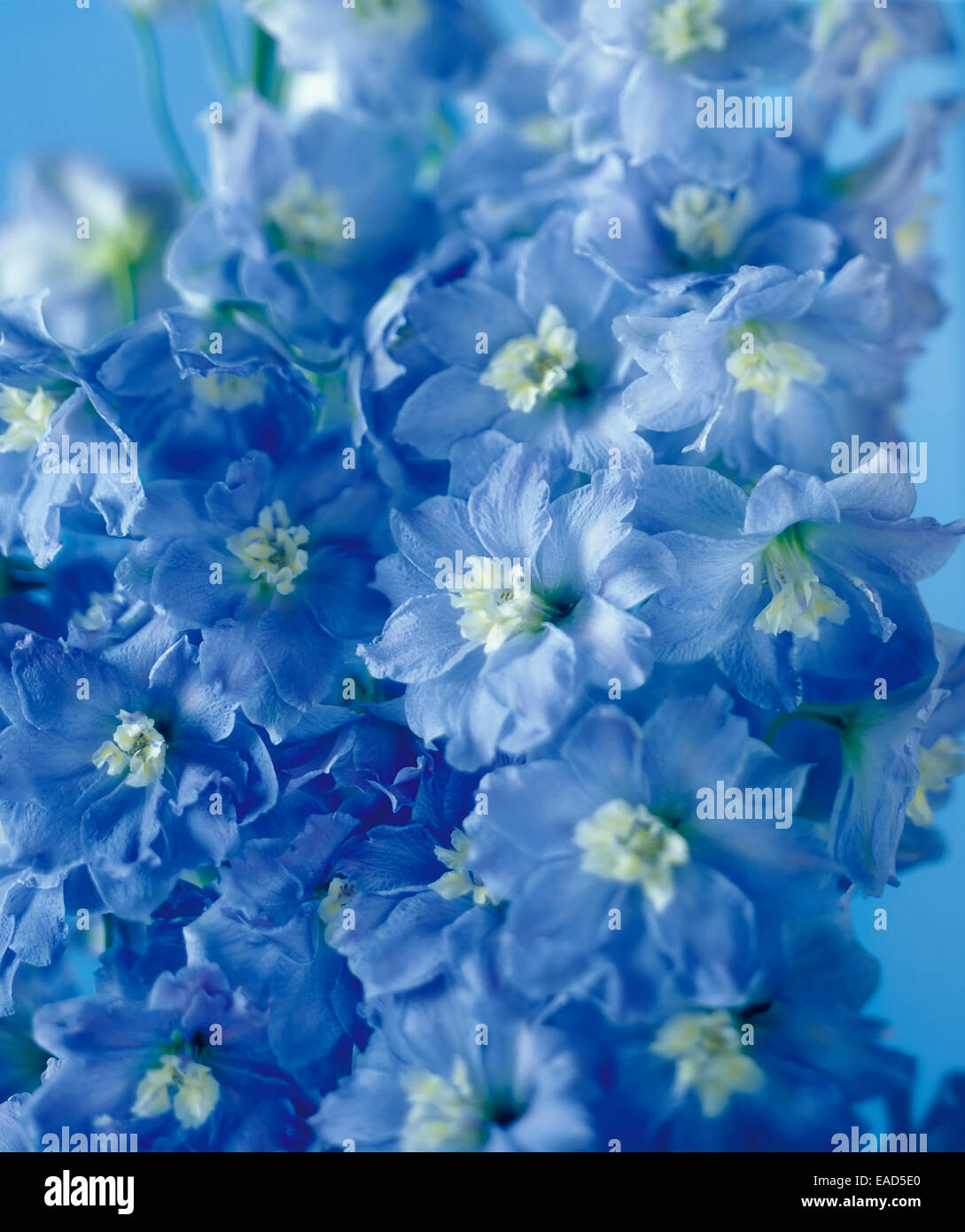Delphinium, Delphinium, Blue subject. Stock Photo