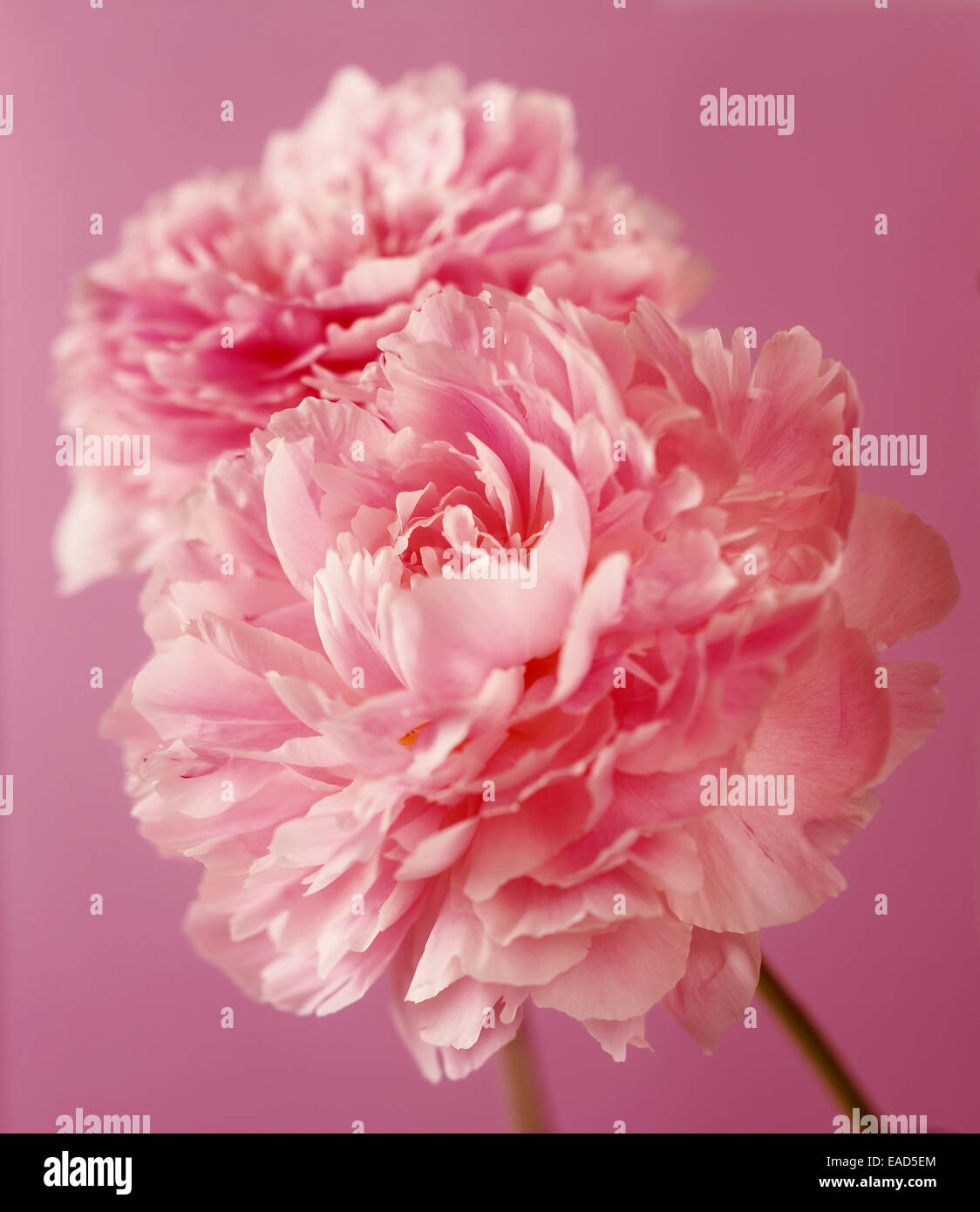 Peony, Paeonia 'Sarah Bernhardt', Pink subject, Mauve background. Stock Photo