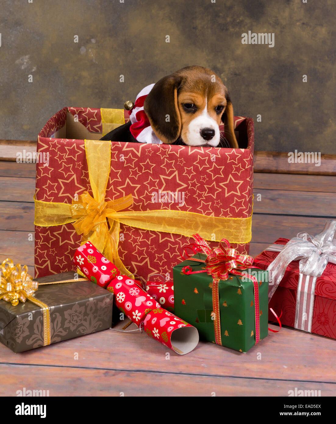 beagle presents