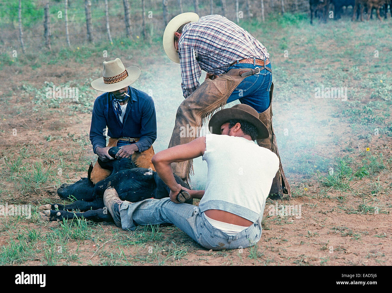Cowboys on a Texas ranch brand and castrate a calf during the spring roundup and branding. Stock Photo