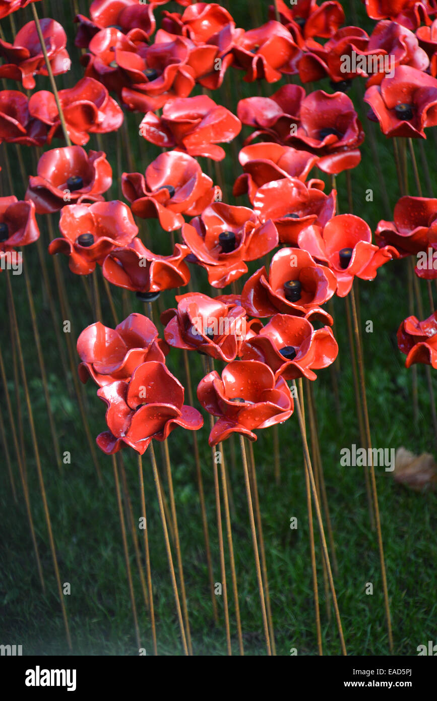 Tower of London, London, UK. 12th November 2014. Volunteers begin to remove the poppies from the moat of the Tower of London the day after Armistice Day. Credit:  Matthew Chattle/Alamy Live News Stock Photo