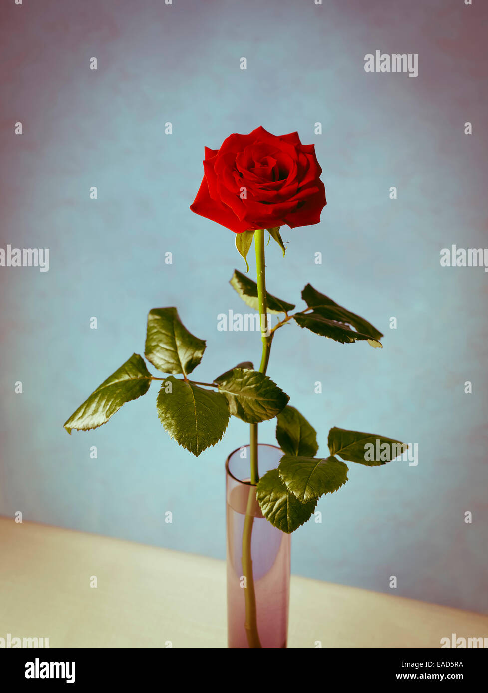 Rose, Rosa- Grand Prix rose, Red subject Stock Photo - Alamy
