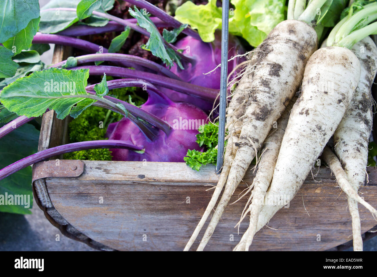 Basket with Turnip greens, white radish and salad Stock Photo Alamy