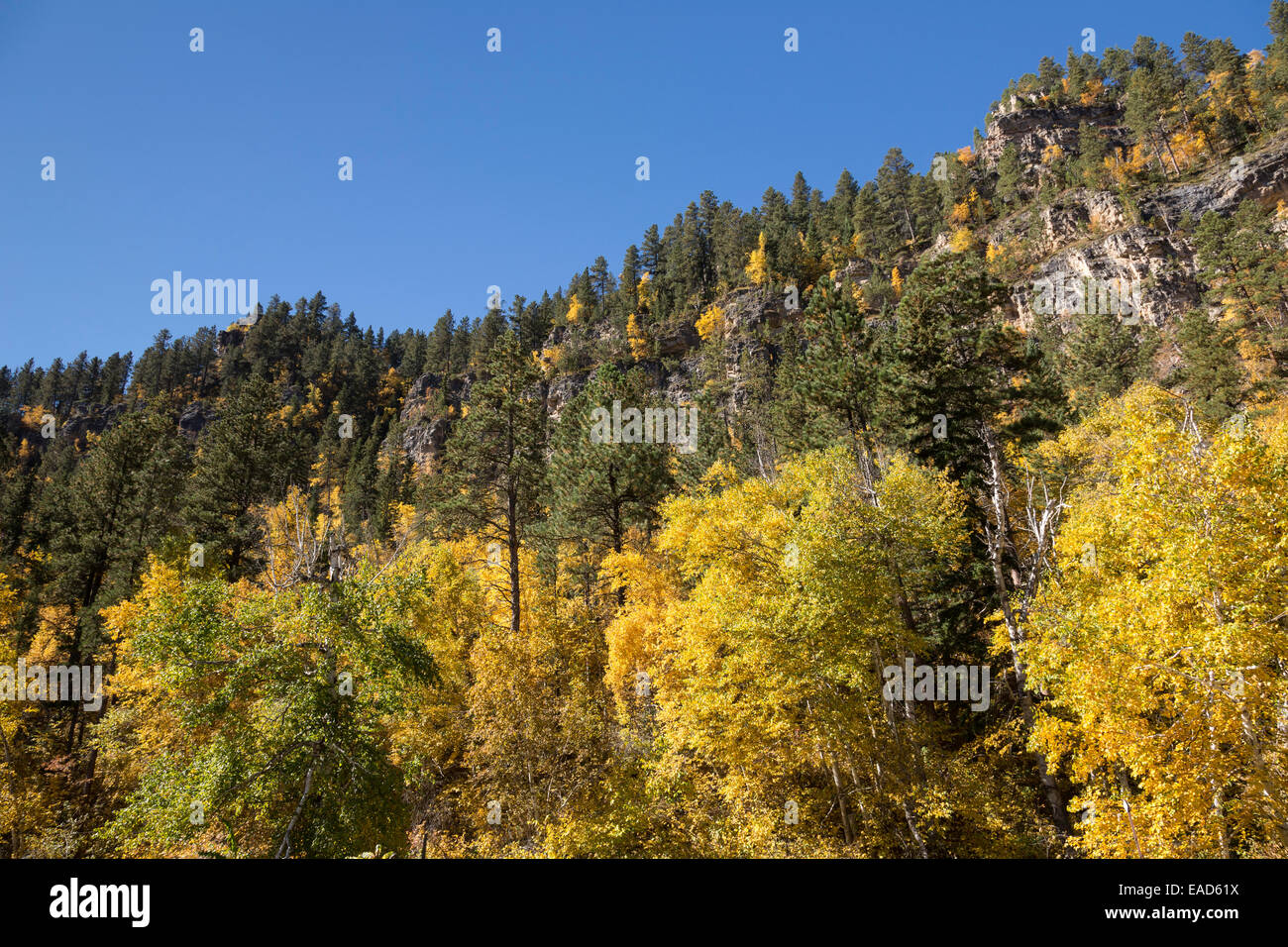 Spearfish Canyon, Black Hills National Forest, SD, USA Stock Photo Alamy