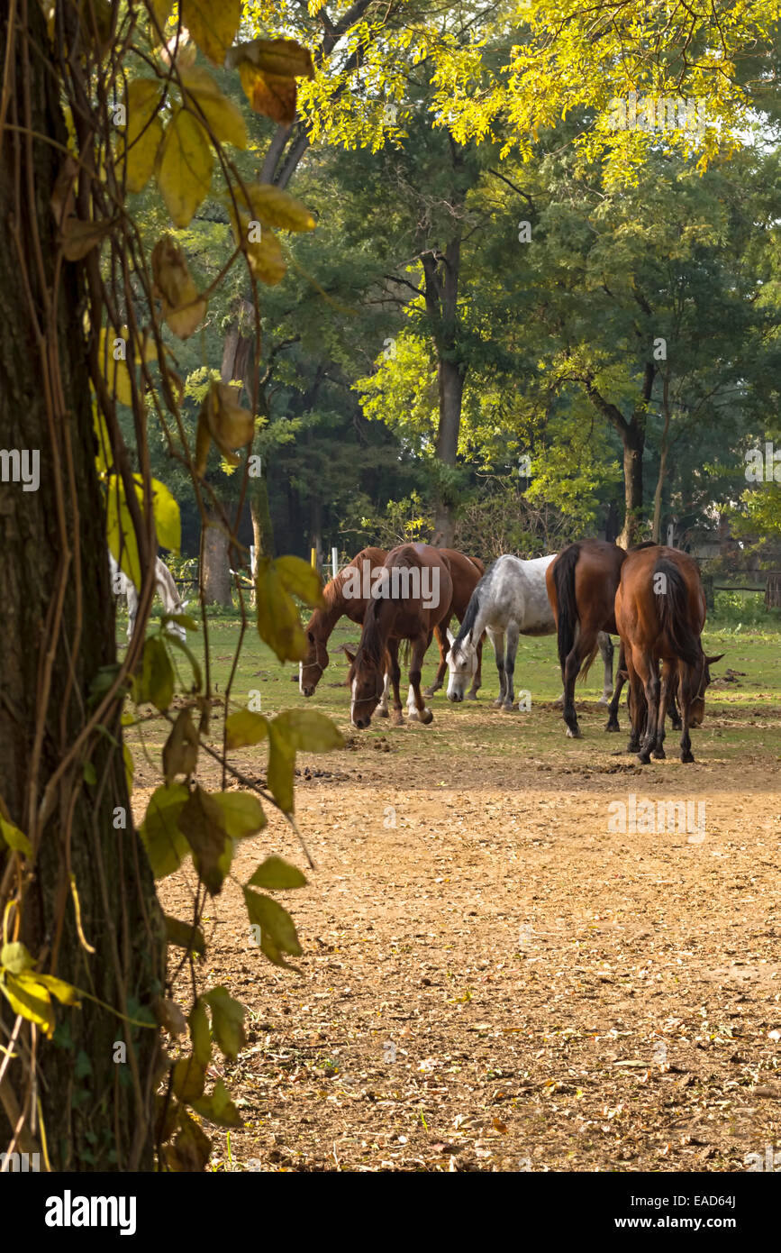 Batch of horses in field. Stock Photo