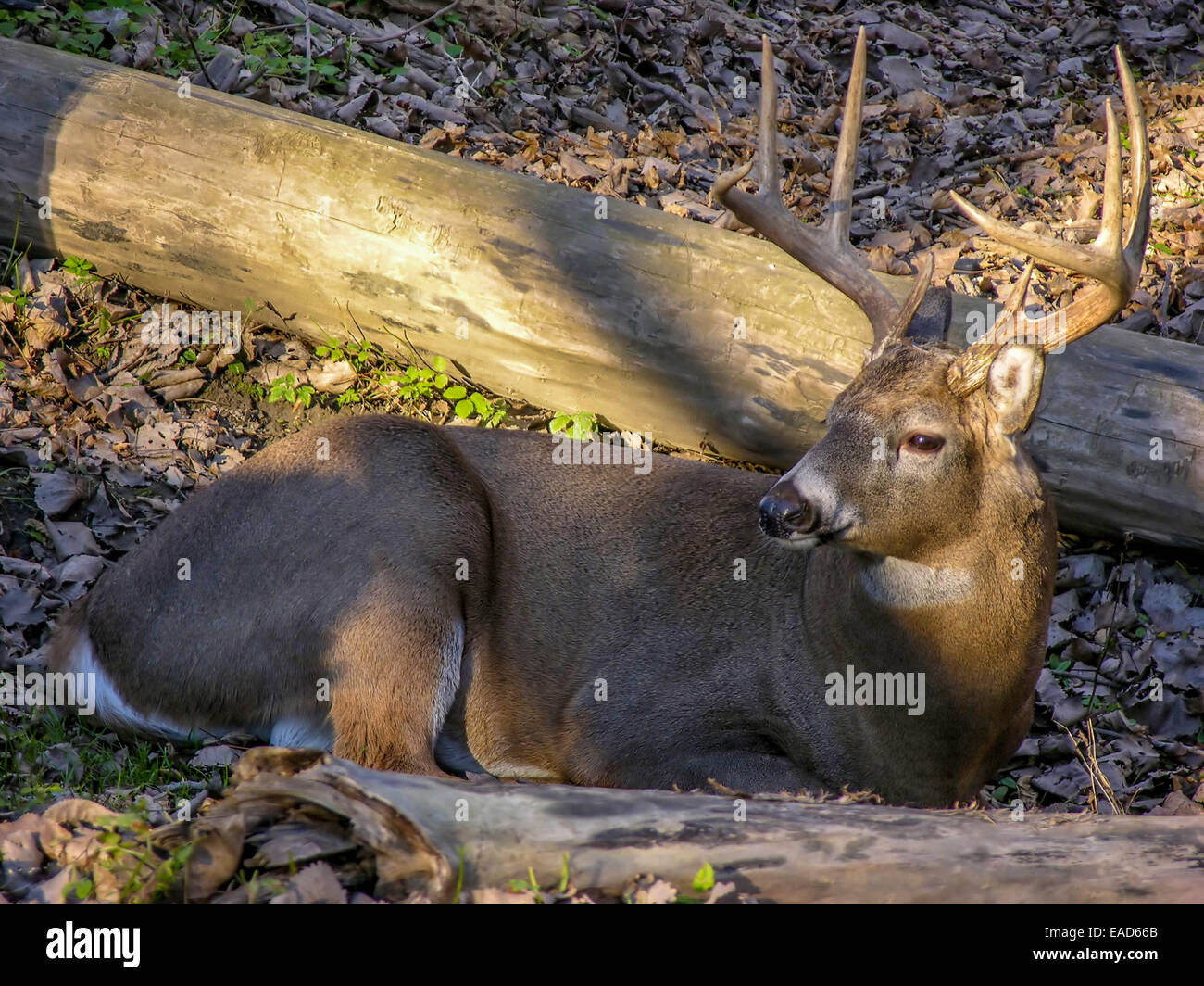 Whitetail Buck Rut Stock Photos & Whitetail Buck Rut Stock Images Alamy