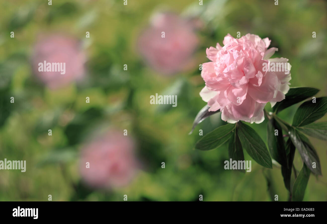 Peony, Paeonia 'Sarah Bernhardt', Pink subject, Green background. Stock Photo