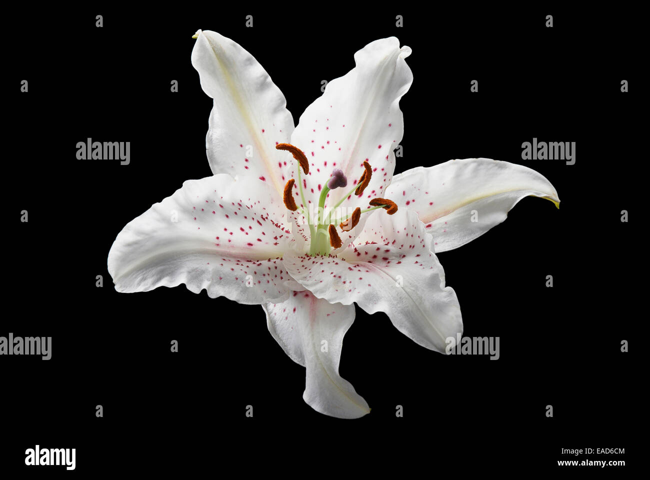 Lily, Lilium 'Casa Blanca', White subject, Black background. Stock Photo