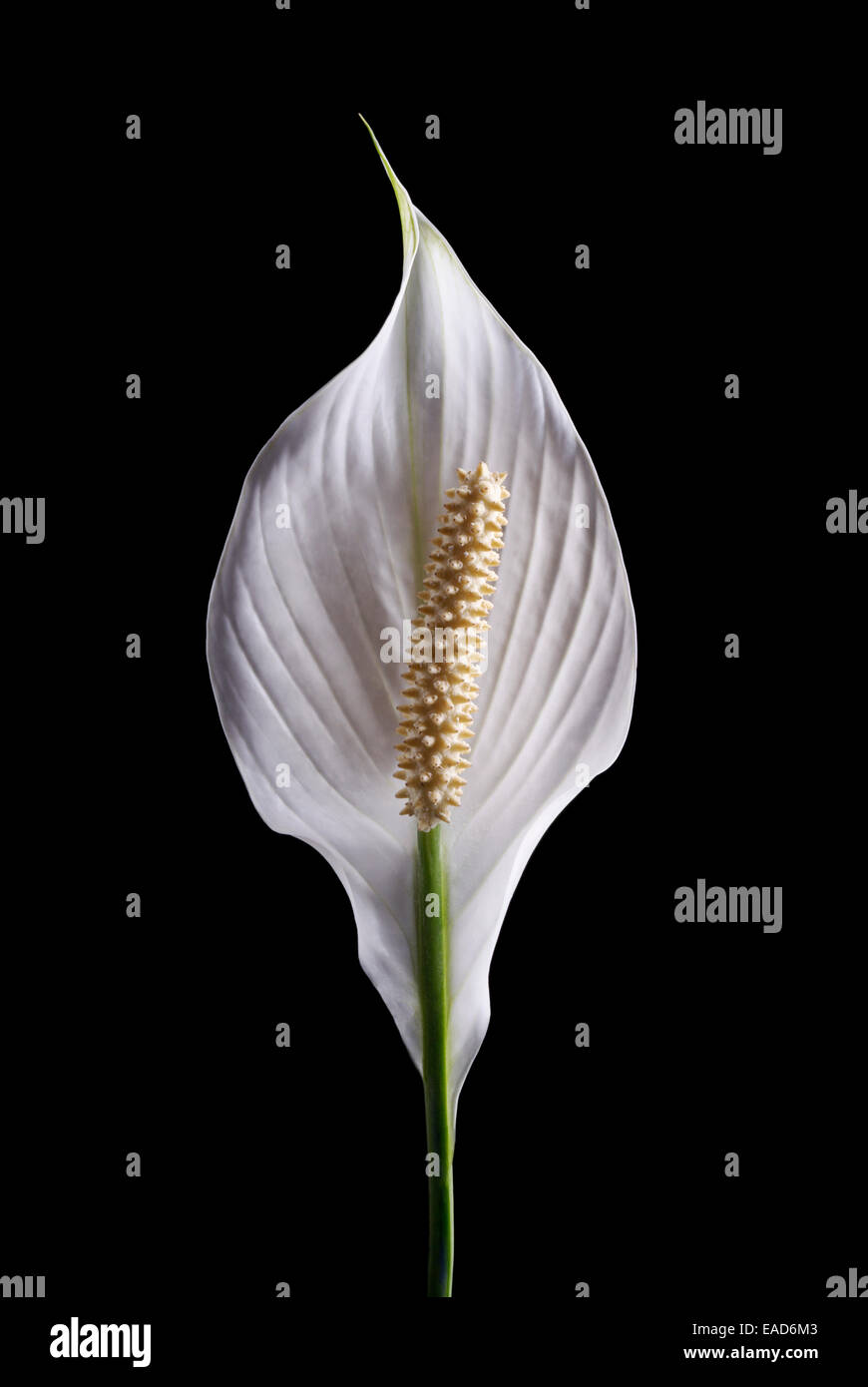 Lily, Peace lily, Spathiphyllum wallisii, White subject, Black background. Stock Photo