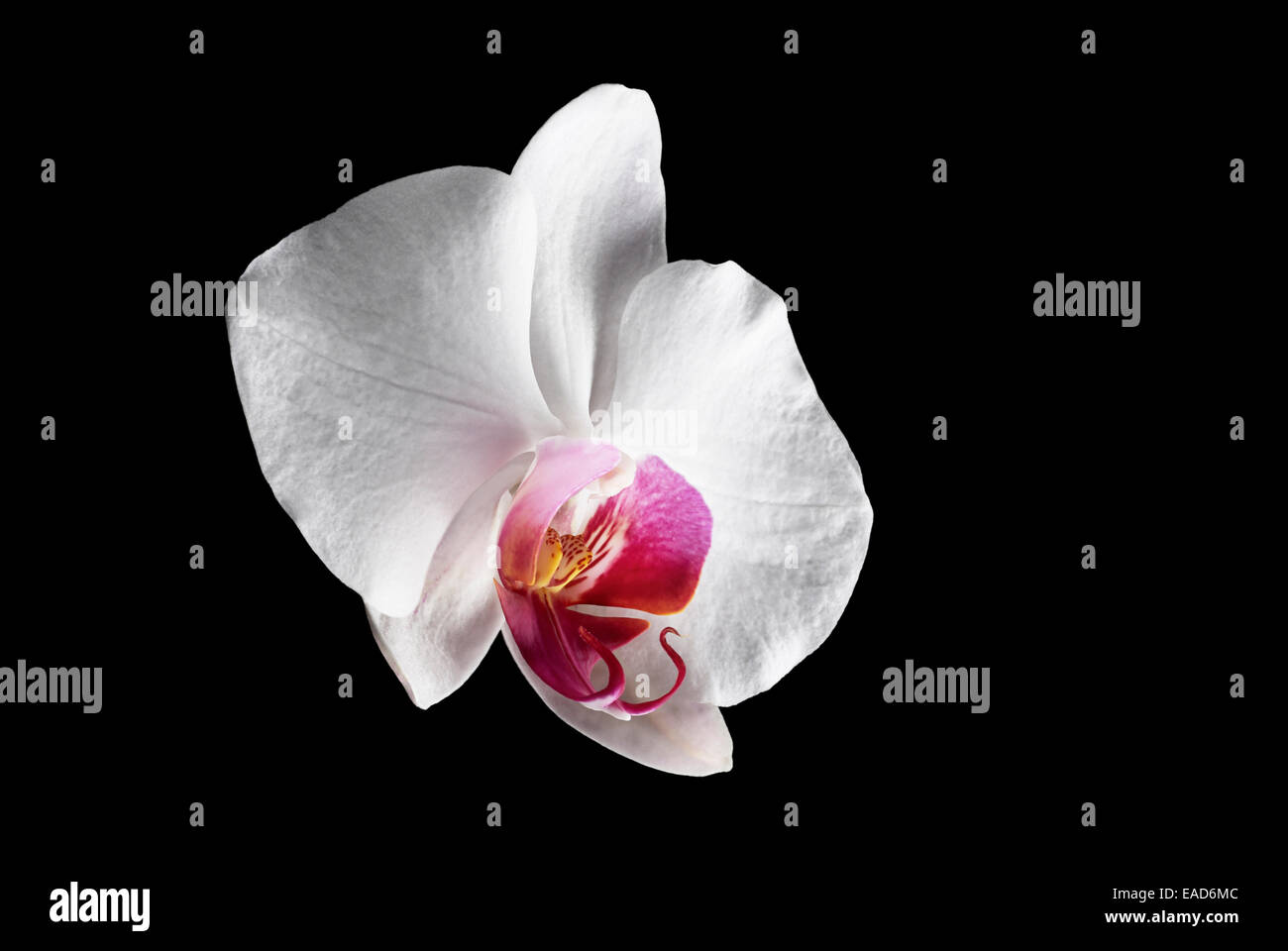 Orchid, Moth orchid, Phalaenopsis, White subject, Black background. Stock Photo