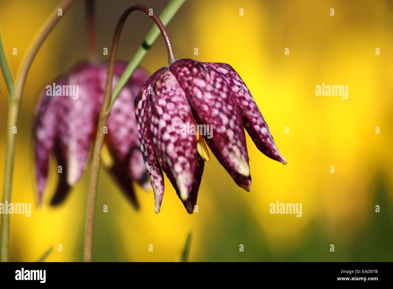 Beautiful scenes across gardens with plant portraits Stock Photo