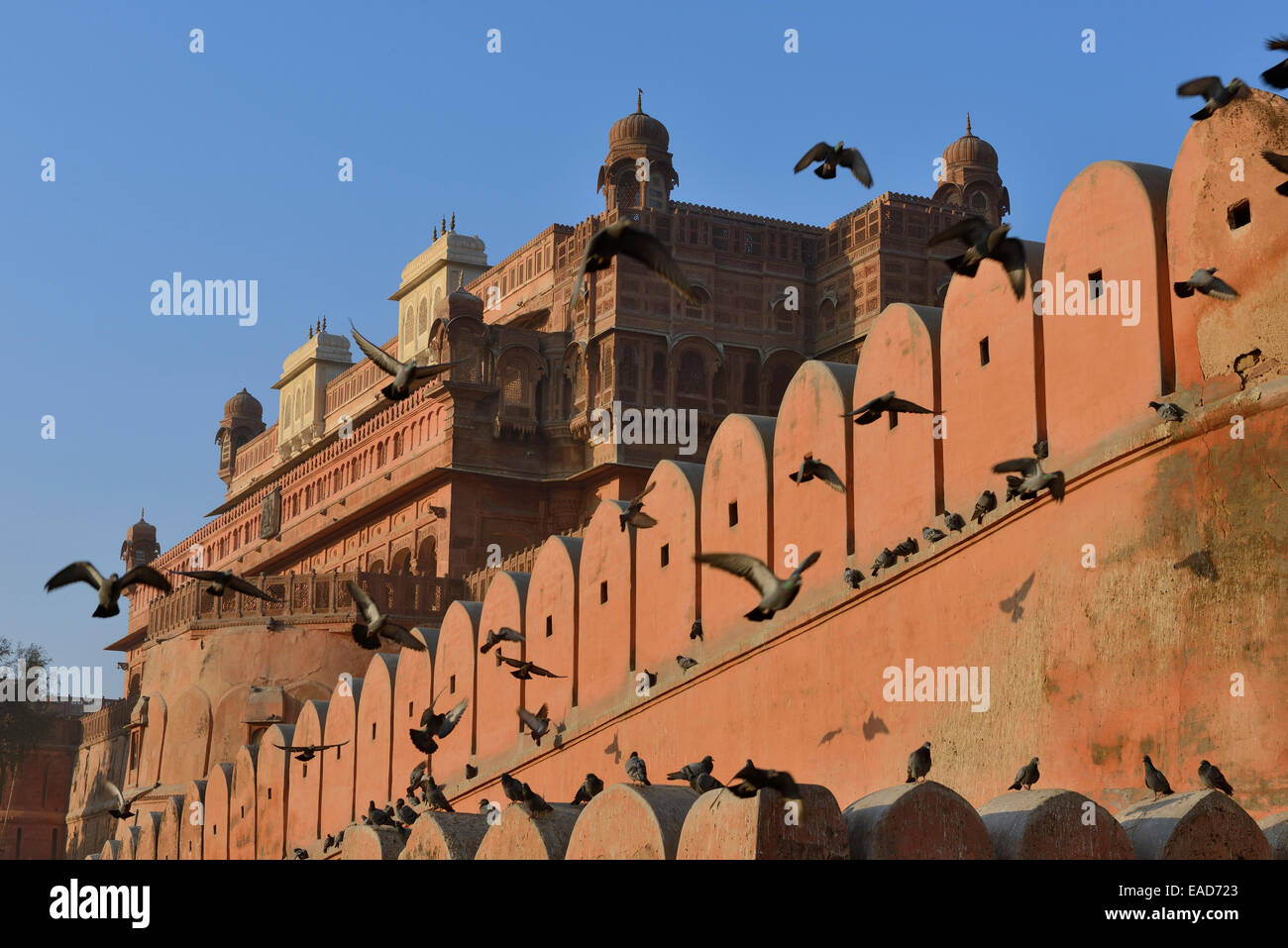 Asia, India, Rajasthan, Marwar, Bikaner, fort of Junagarh with a flock of pigeons Stock Photo
