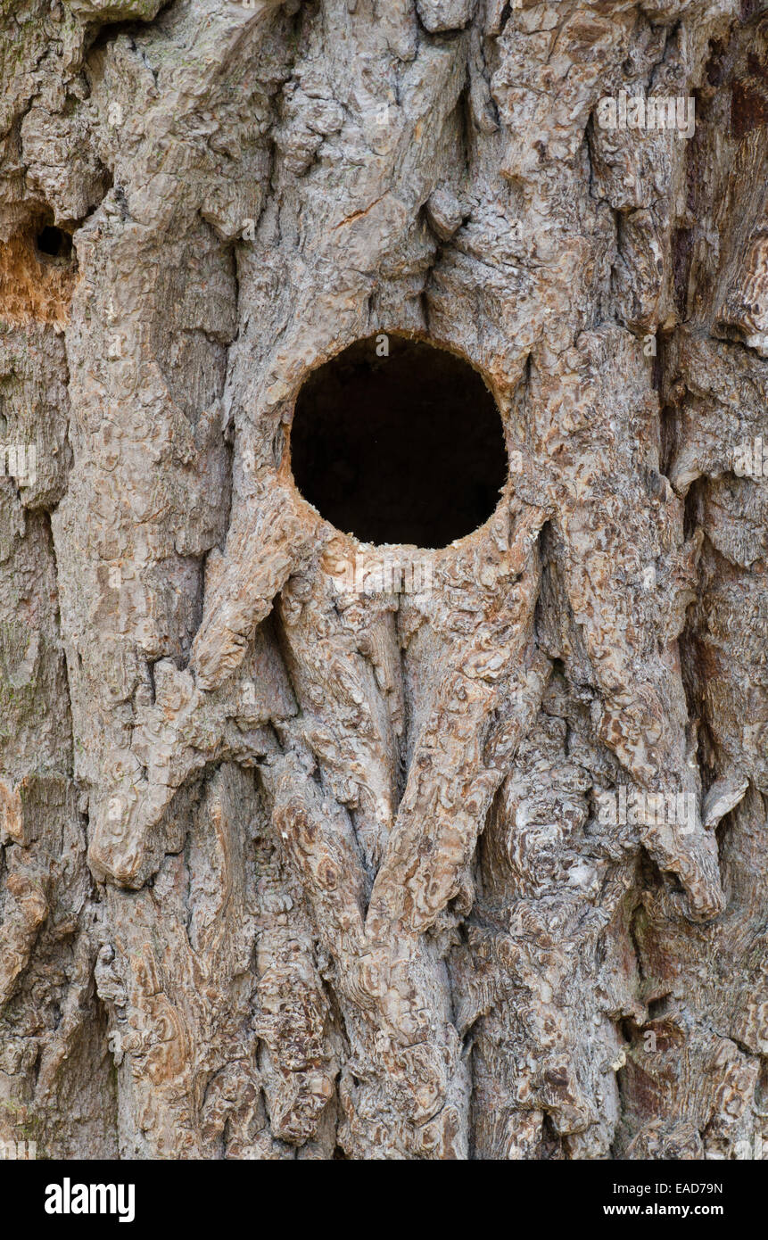 close up to bird nest hole in tree trunk Stock Photo Alamy