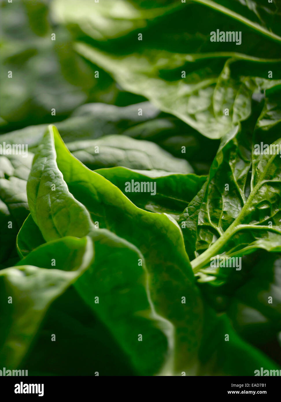 Spinach spinacea oleracea green subject hires stock photography and images Alamy