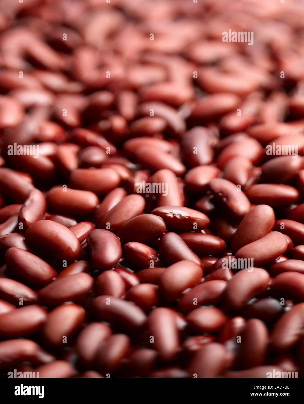 Phaseolus vulgaris hires stock photography and images Alamy
