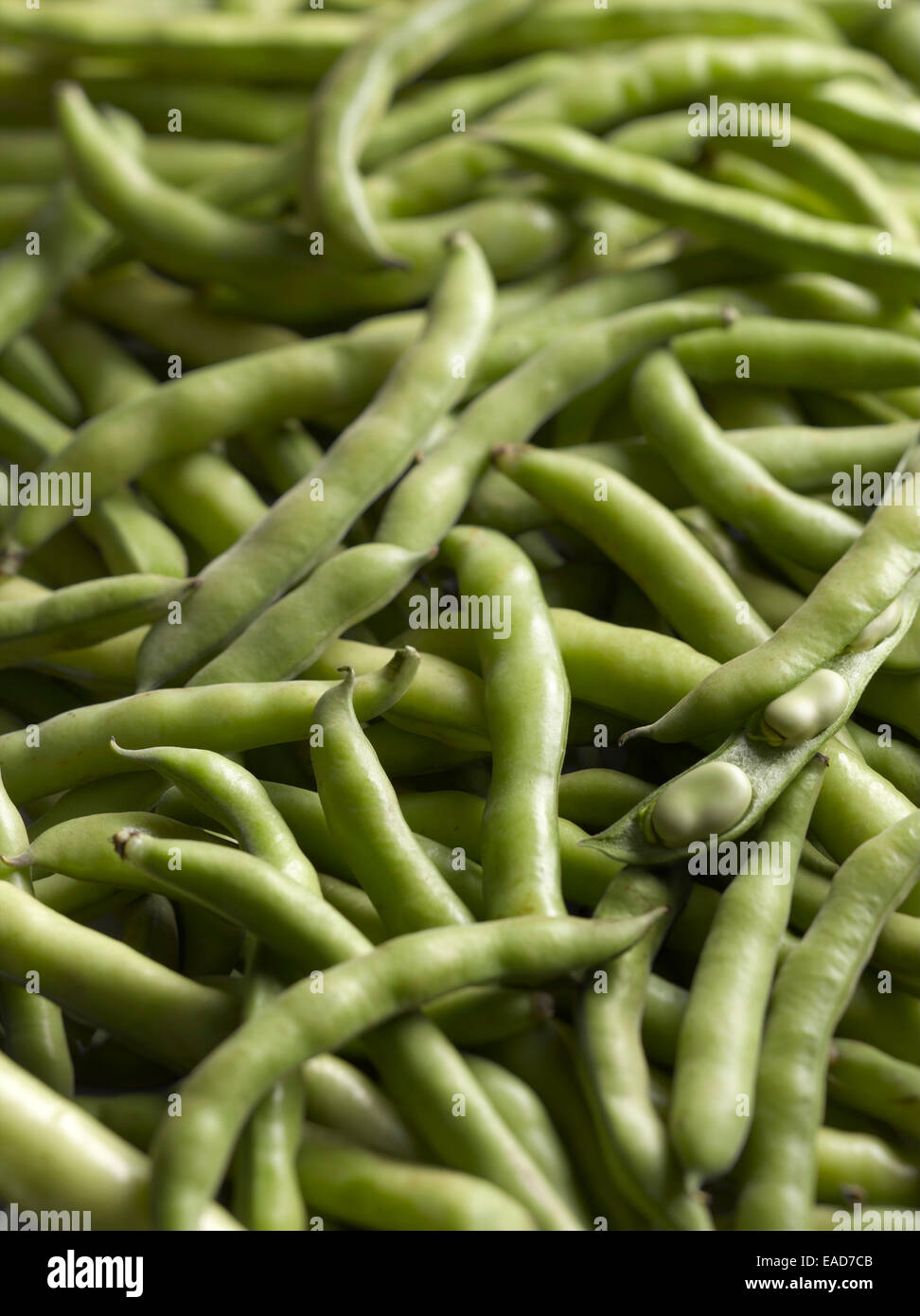 Broad bean, Vicia faba, Green subject. Stock Photo