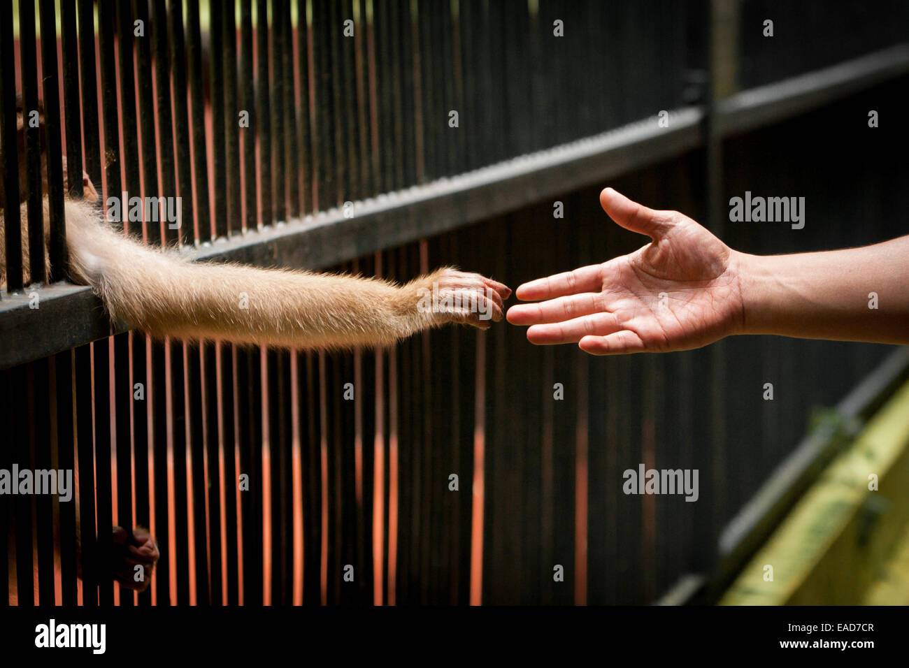 A visitor tries to touch a hand of a pig-tailed macaque at Ragunan zoo, Jakarta. Stock Photo