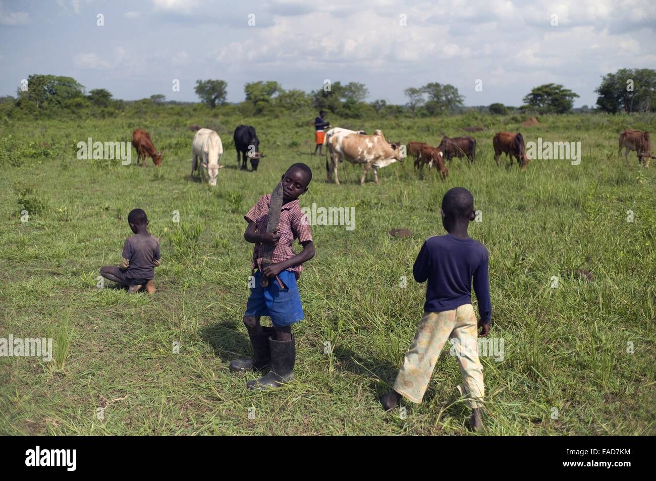 Obolokome Village, Agago District, Uganda. 18th July, 2014. July 18, 2014 - Obolokome Village (Agago District) - Okidi Ben, 8, right, and Olanya Alfred, 10, center, along with two other brothers watch over the family's herd of cattle; all the brothers missed school today because of this chore. The hidden cost of schooling is overwhelming in the post-conflict Acholi sub-region. Children constitute an invaluable source of stopgap labour for households re-establishing livelihood strategies. © Ric Francis/ZUMA Wire/Alamy Live News Stock Photo