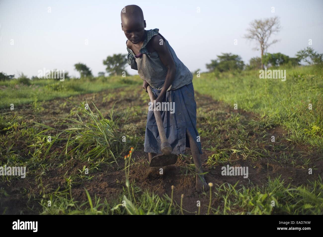 Obolokome Village, Agago District, Uganda. 18th July, 2014. July 18, 2014 - Obolokome Village (Agago District) - Akwero Nighty, 7, must work in a cassava field today instead of going to school because her mother is home with an injured foot. The hidden cost of schooling is overwhelming in the post-conflict Acholi sub-region. Children constitute an invaluable source of stopgap labour for households re-establishing livelihood strategies. © Ric Francis/ZUMA Wire/Alamy Live News Stock Photo