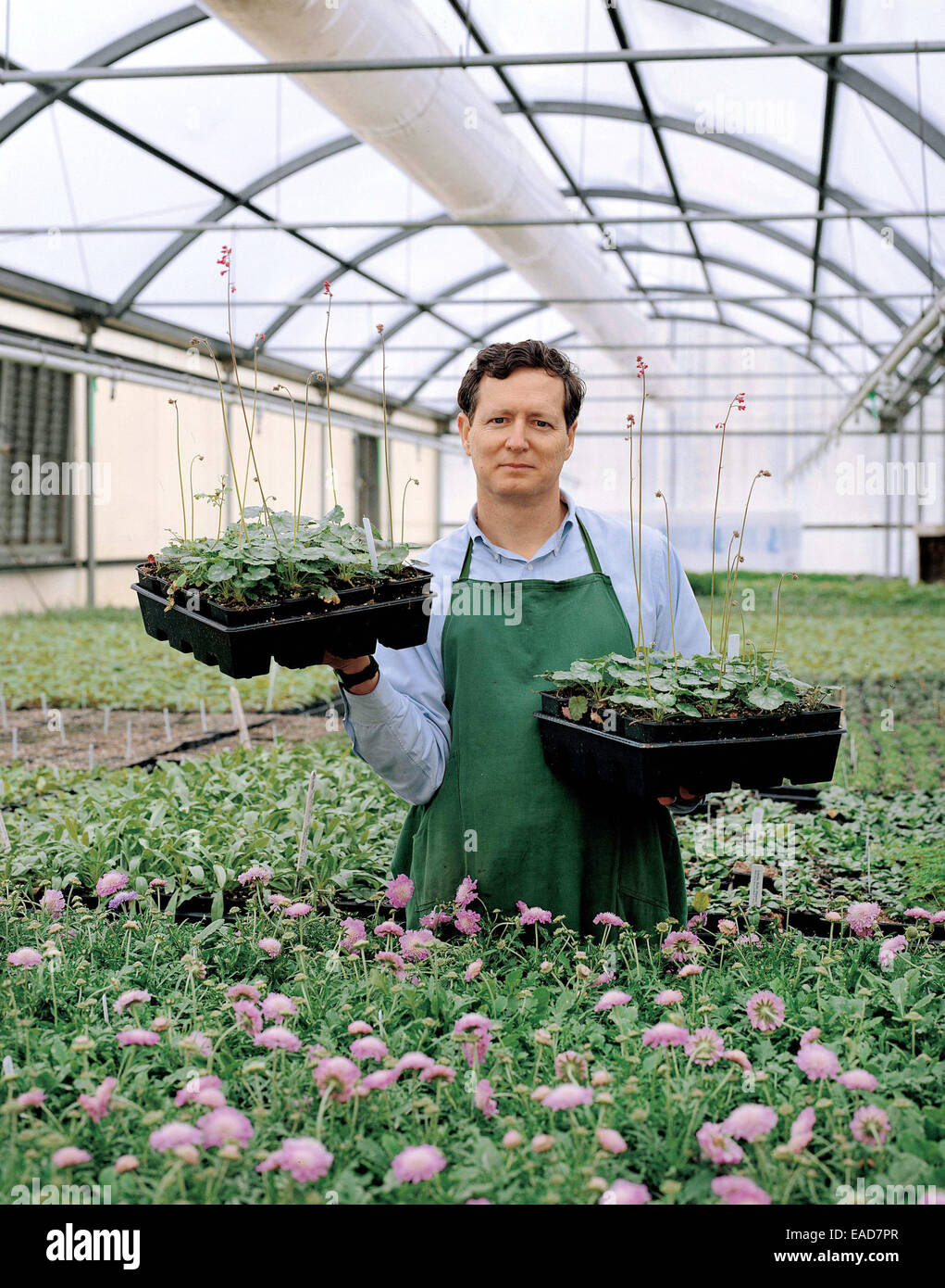 man holding up flats of plants in garden greenhouse Stock Photo - Alamy