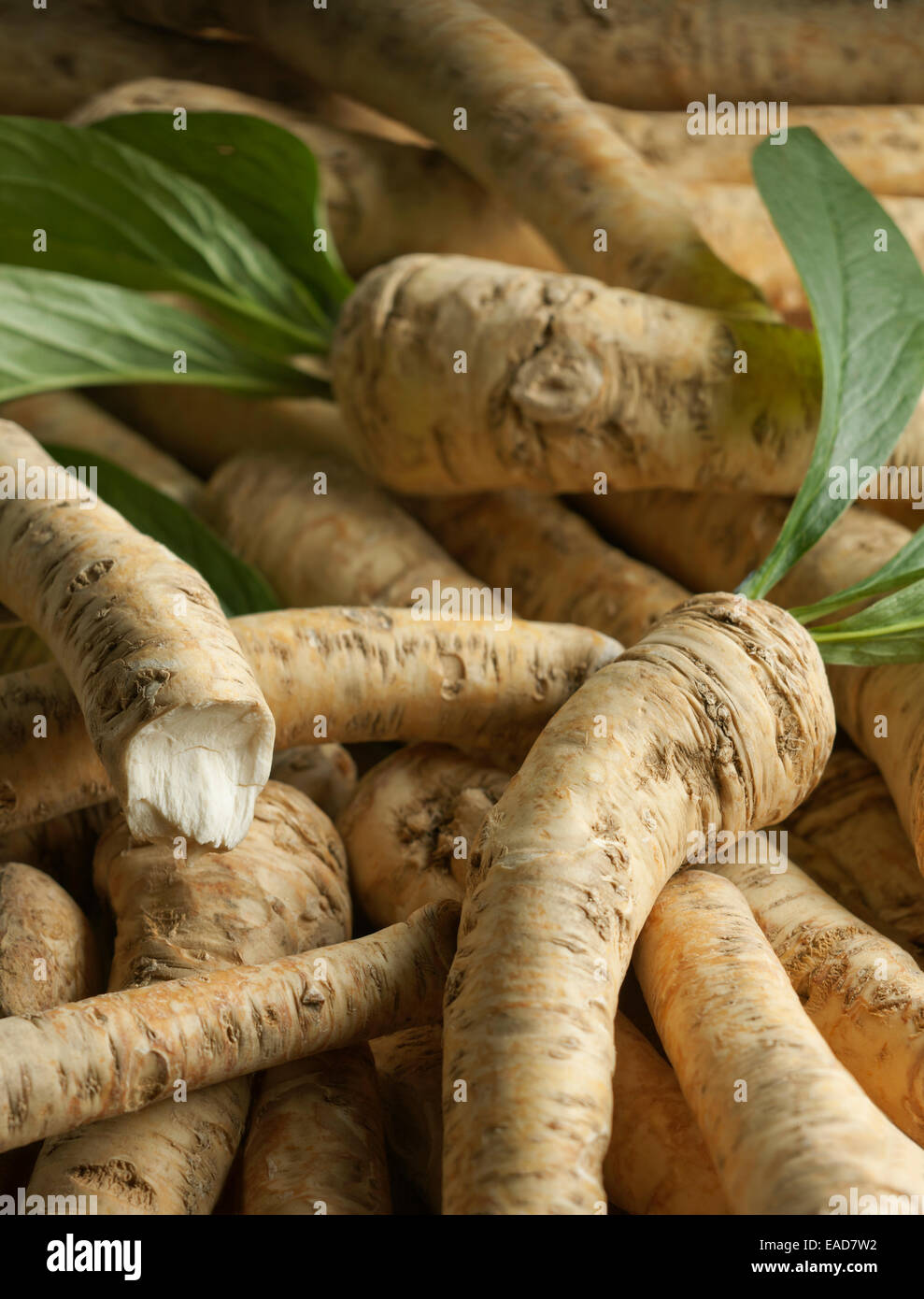 Horseradish, Armoracia rusticana, Cream subject. Stock Photo