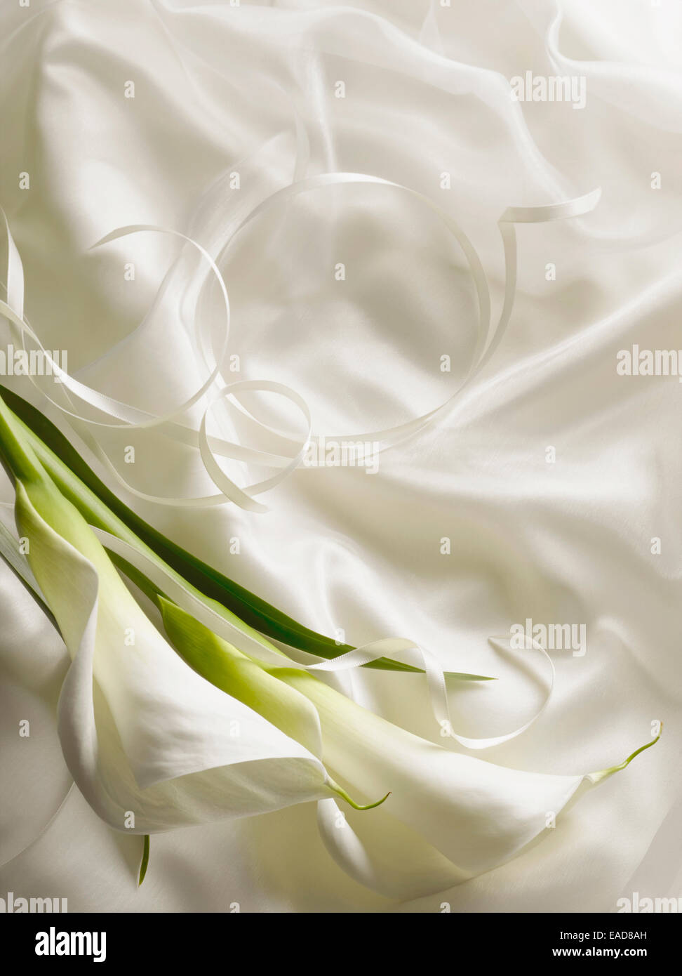 Lily, Arum lily, Calla lily, Zantedeschia, White subject. Stock Photo