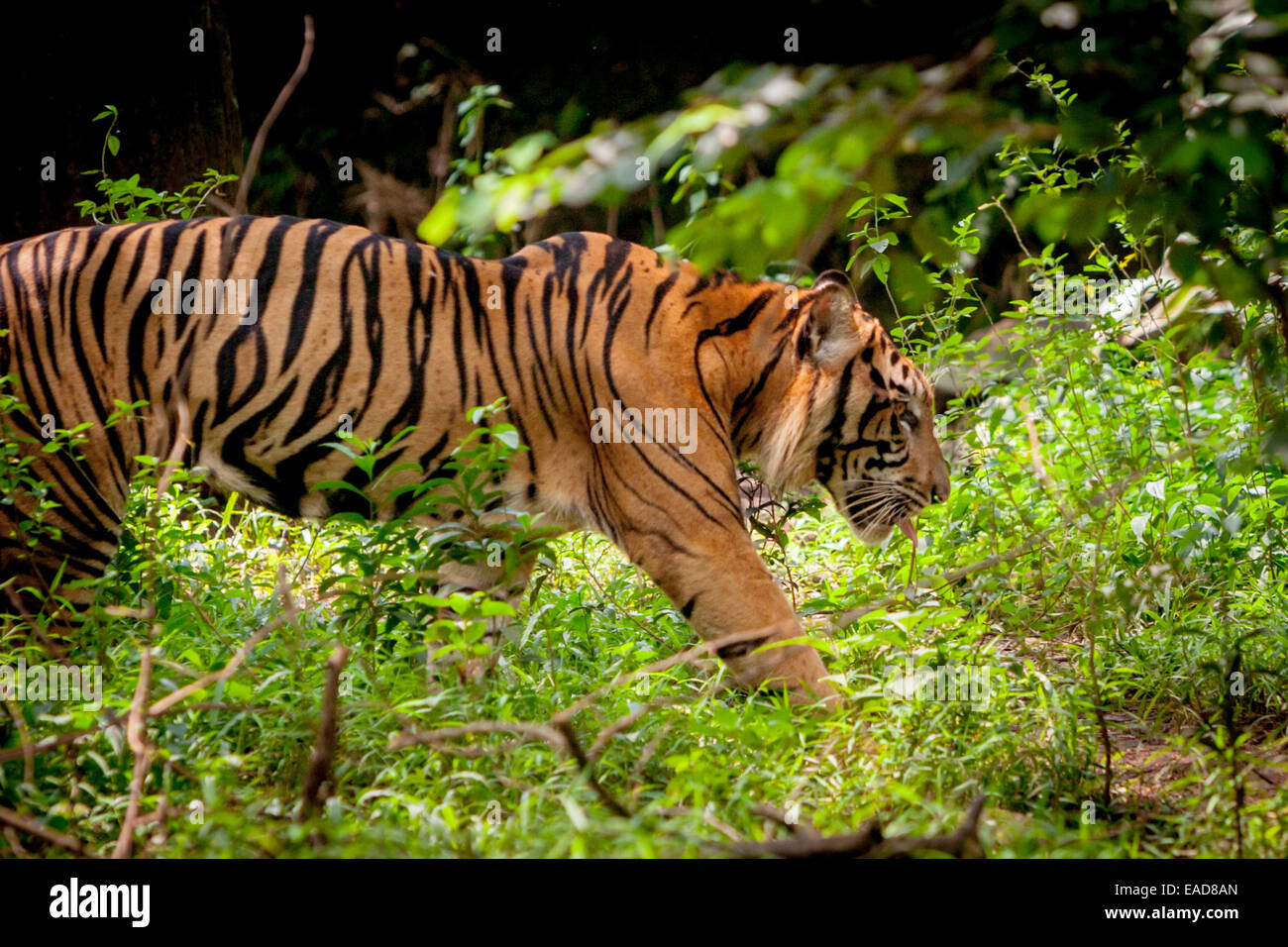 Sumatran tiger (Panthera tigris sumatrae) at Jakarta Zoo, Jakarta, Indonesia. Stock Photo