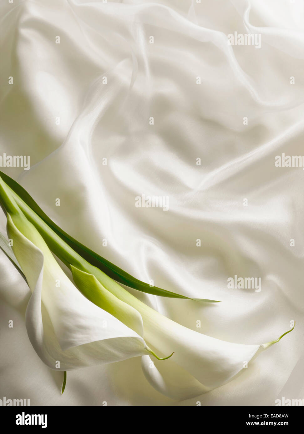 Lily, Arum lily, Calla lily, Zantedeschia, White subject. Stock Photo
