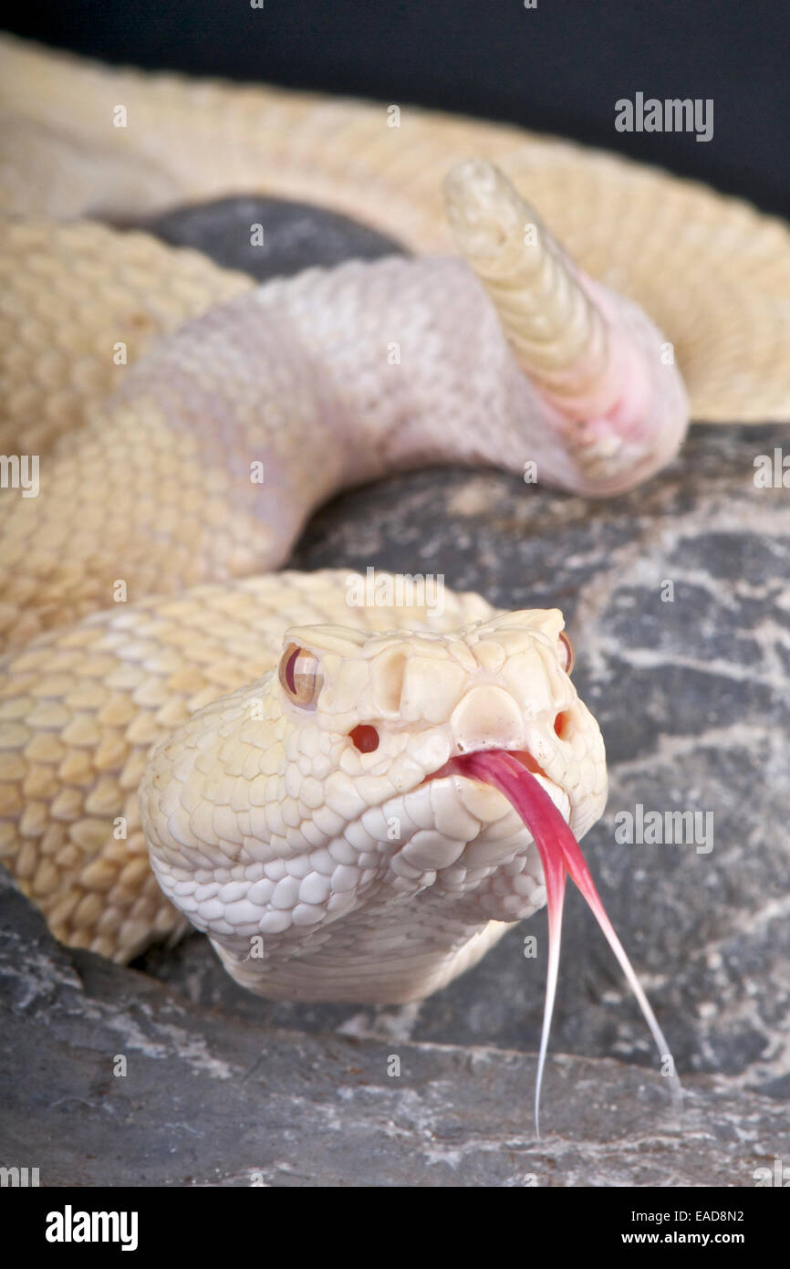 Diamondback rattlesnake albino / Crotalus atrox Stock Photo