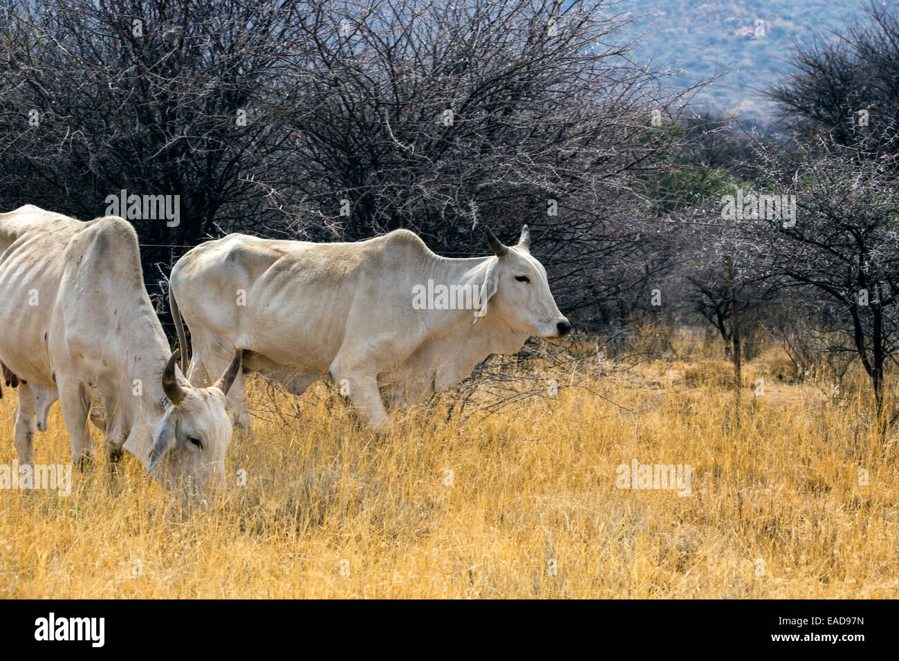 Cattle in Namibia Stock Photo
