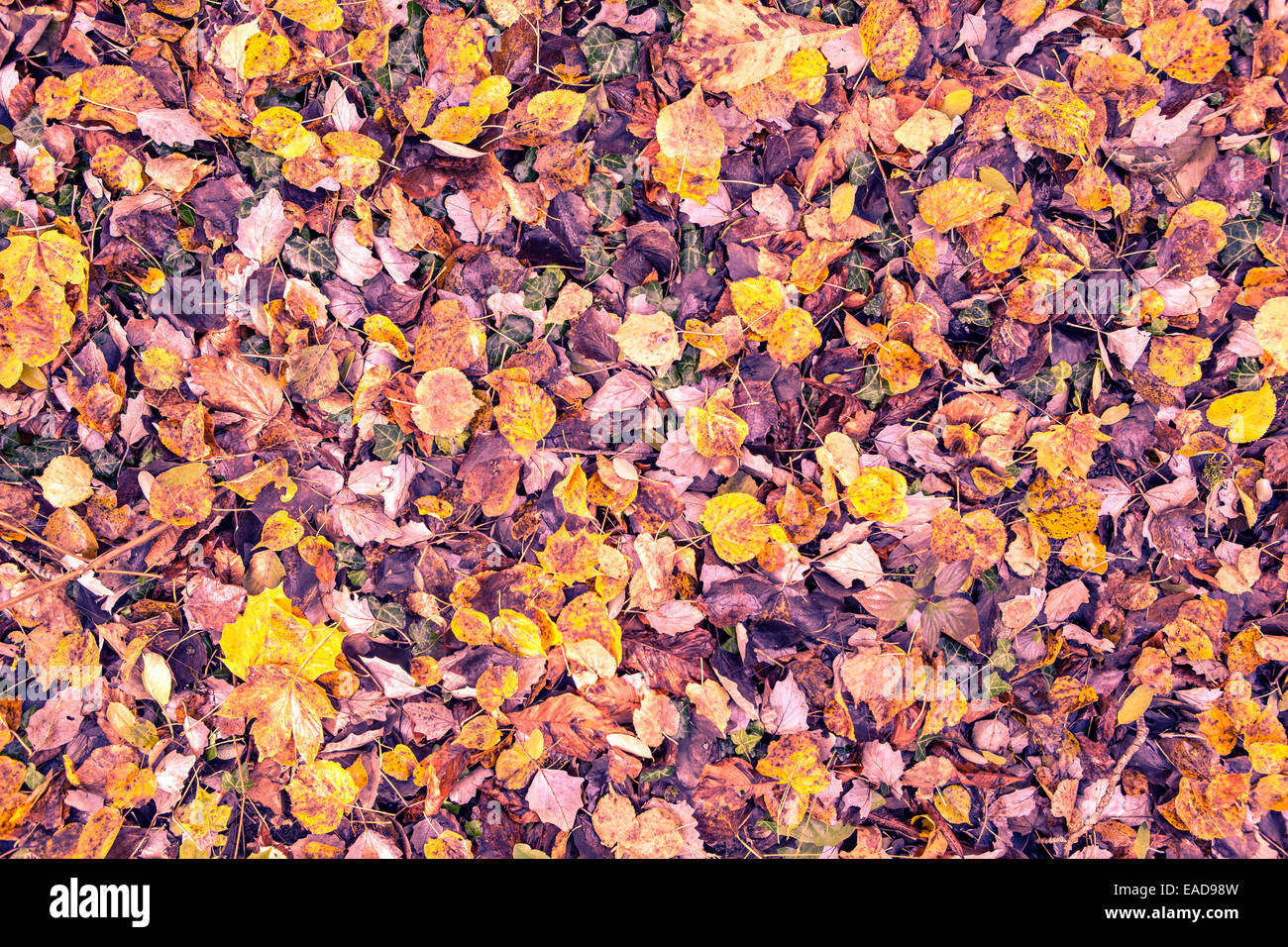 Textured plant leaves hi-res stock photography and images - Alamy