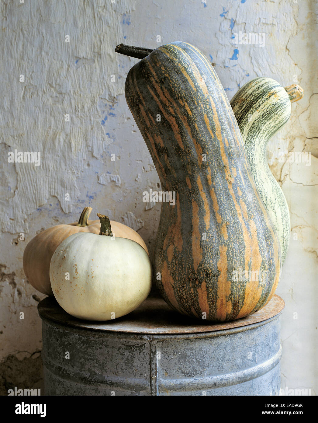 various squash and gourds at farm Stock Photo