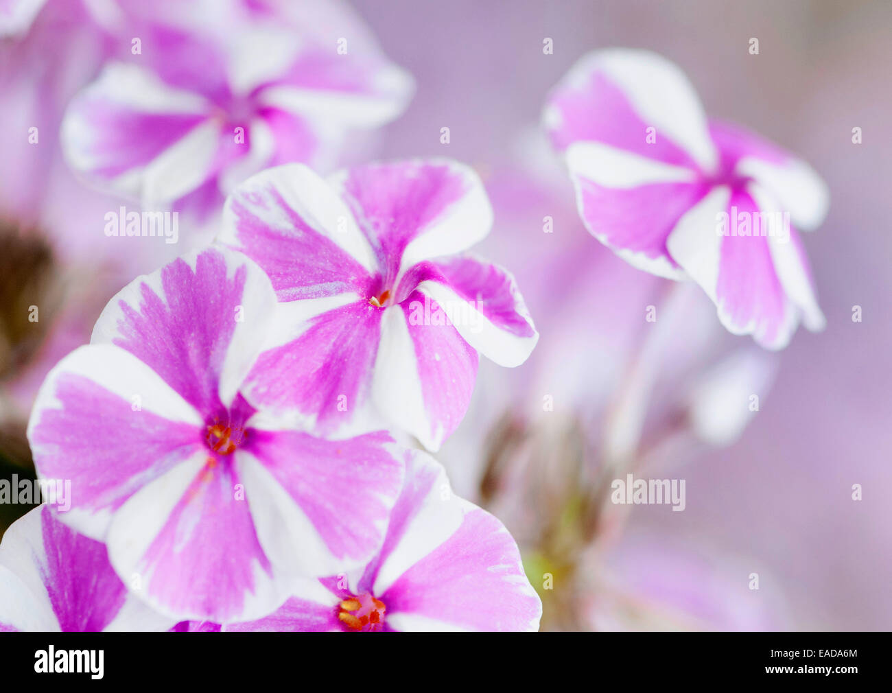 Phlox, Phlox maculata 'Natascha', Pink subject. Stock Photo