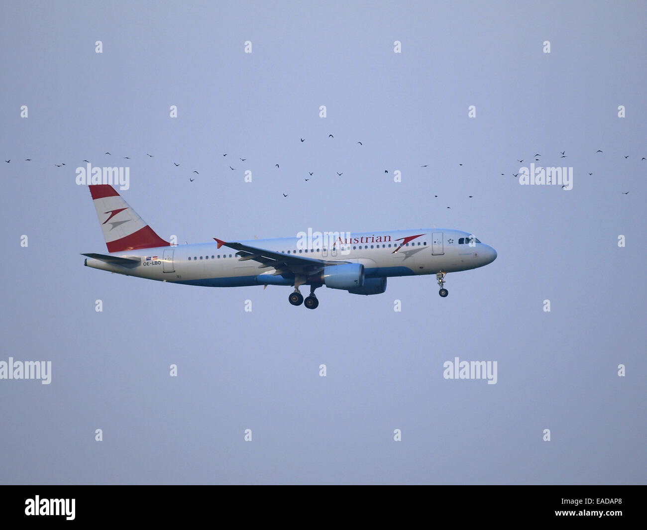 International Airport Vienna, Austrian Airlines, Austria, Lower Austria ...