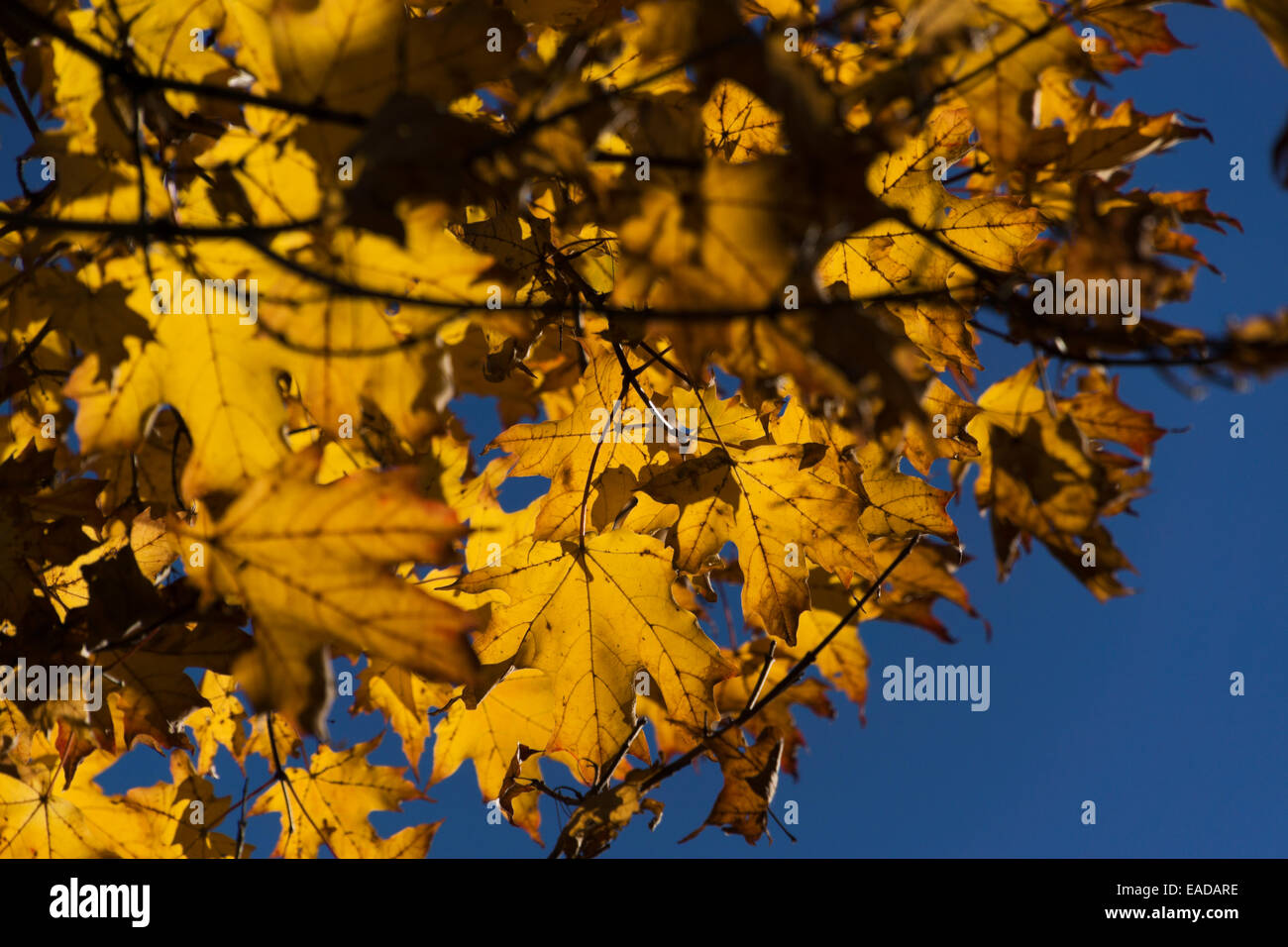 Yellow Maple leaves clinging to a tree in mid-autumn on a bright sunny ...