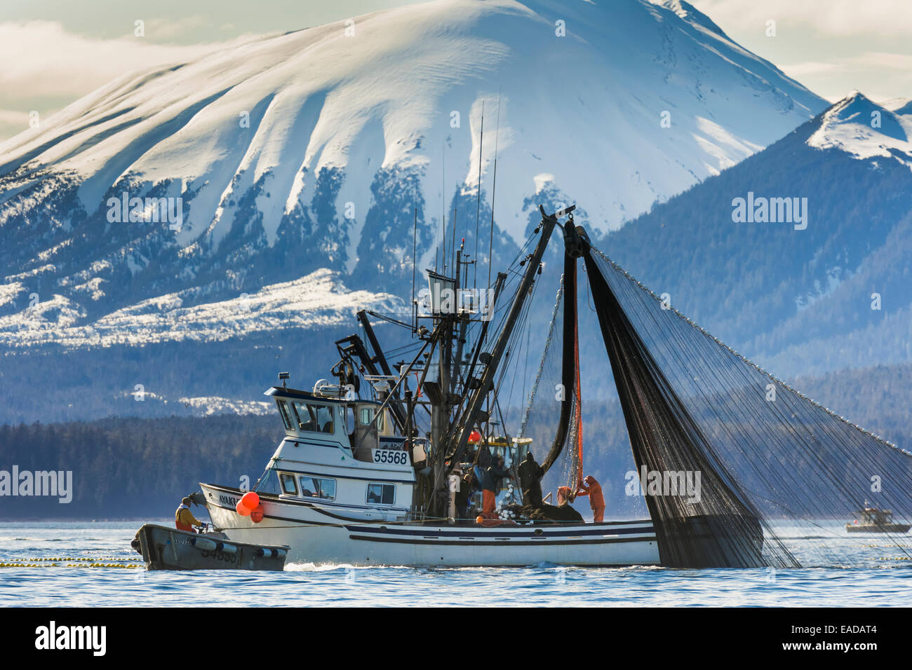 Sitka sound herring fishery hires stock photography and images Alamy