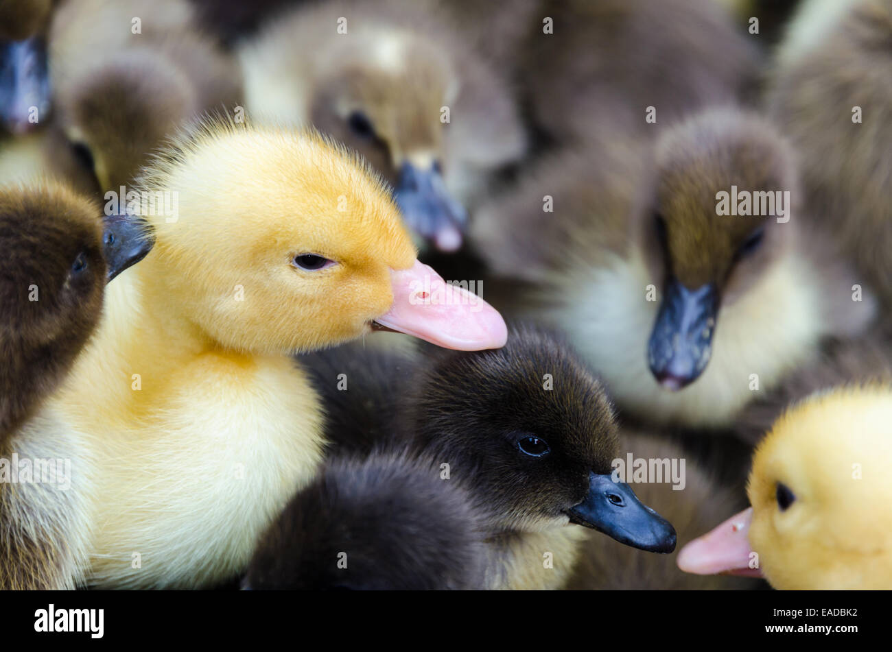 Yellow gosling and Many ducklings for sale Stock Photo