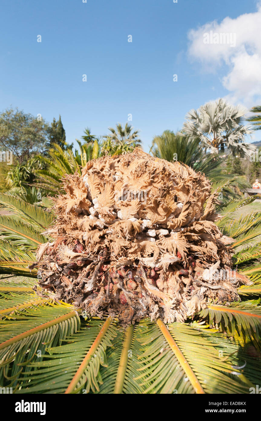 Palm, Sago palm, Cycas revoluta, Brown subject. Stock Photo