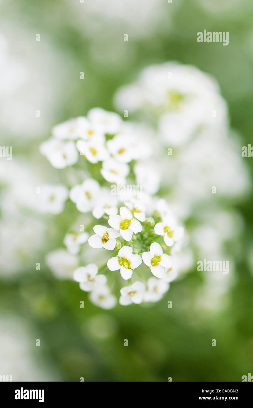 Alyssum, Alyssum montanum, White subject, Green background. Stock Photo