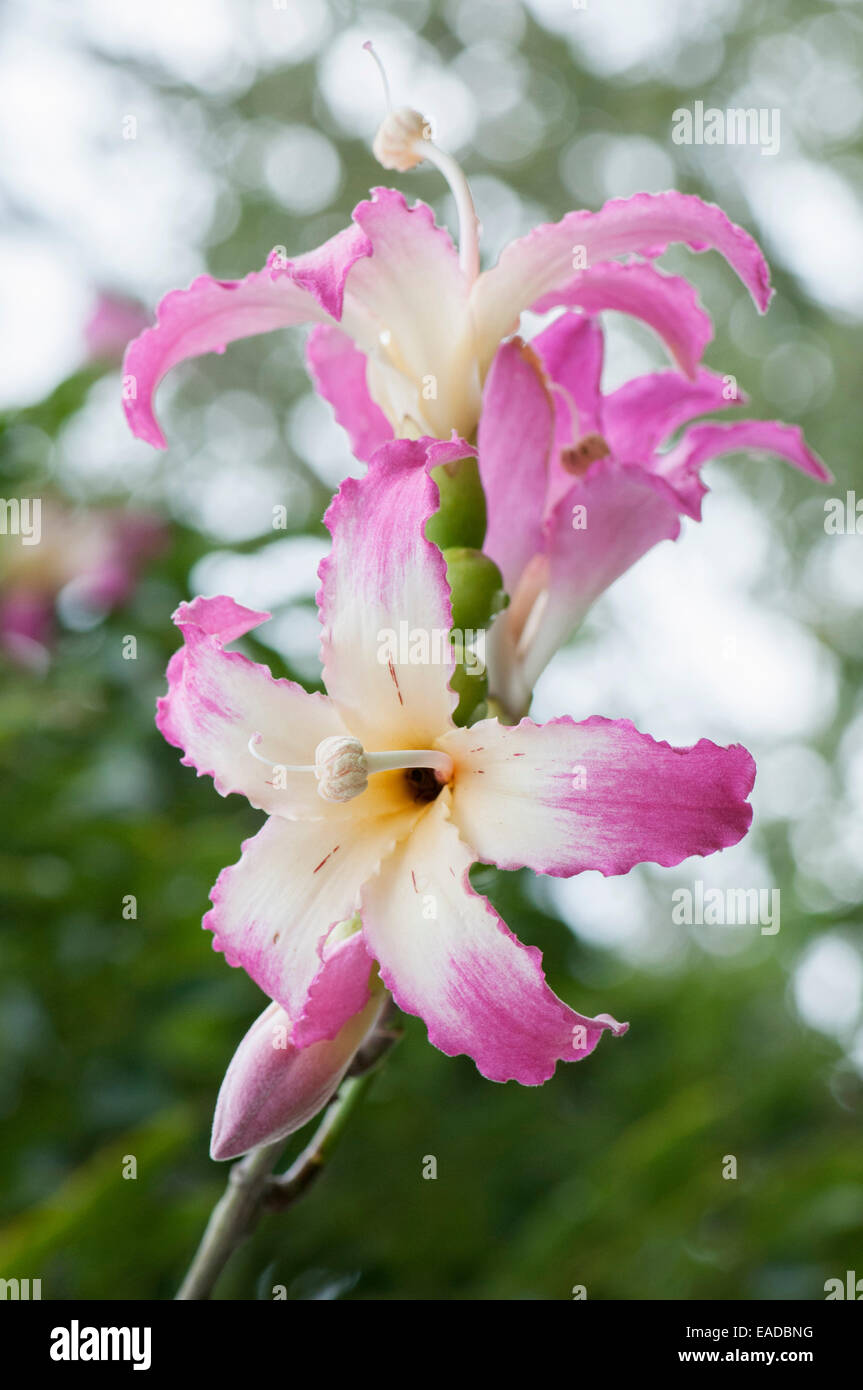 Silk Floss tree, Ceiba speciosa, Pink subject. Stock Photo