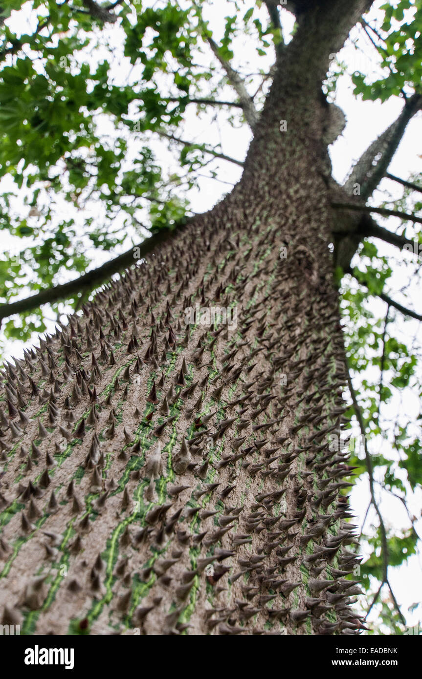 Silk Floss tree, Ceiba speciosa, Blue subject. Stock Photo