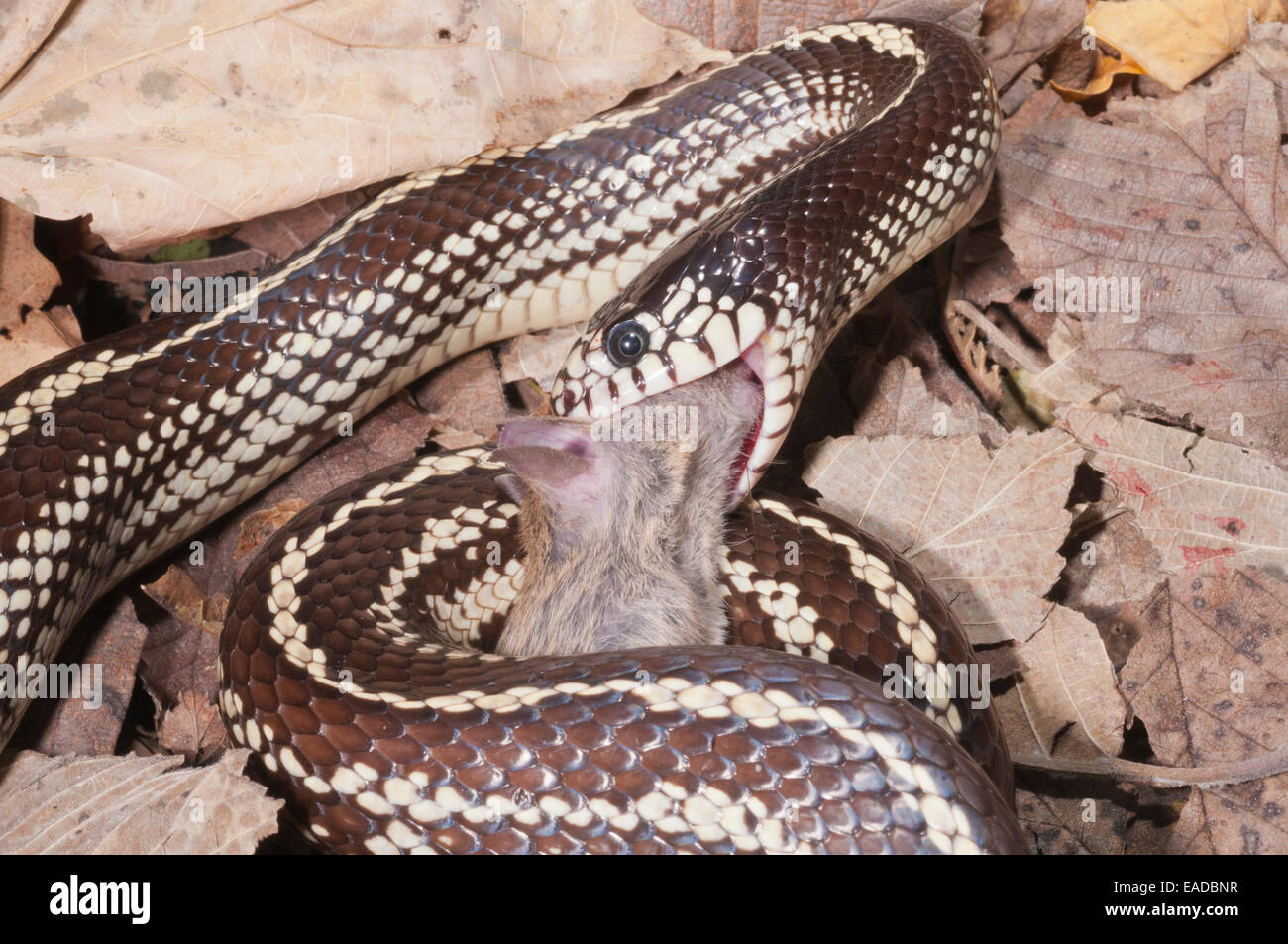 View of California kingsnake, coastal phase, striped, Lampropeltis getula ...