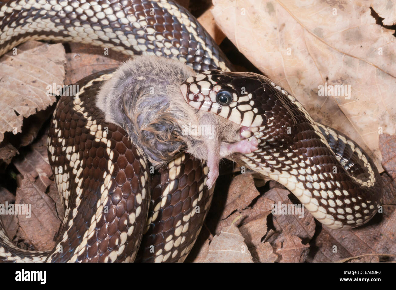 Picture of California kingsnake, coastal phase, striped, Lampropeltis getula ...